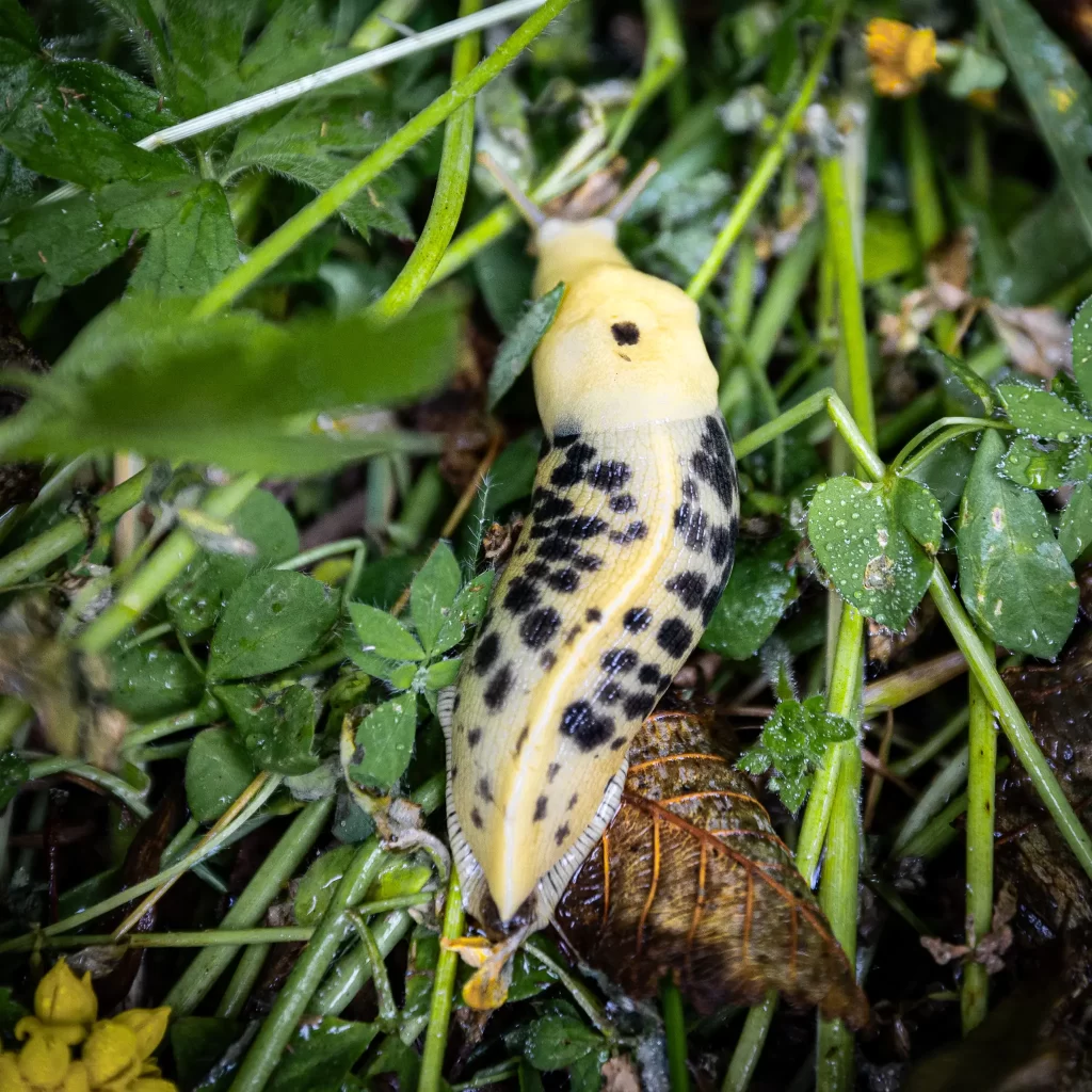 A spotted yellow banana slug in Olympic National Park.