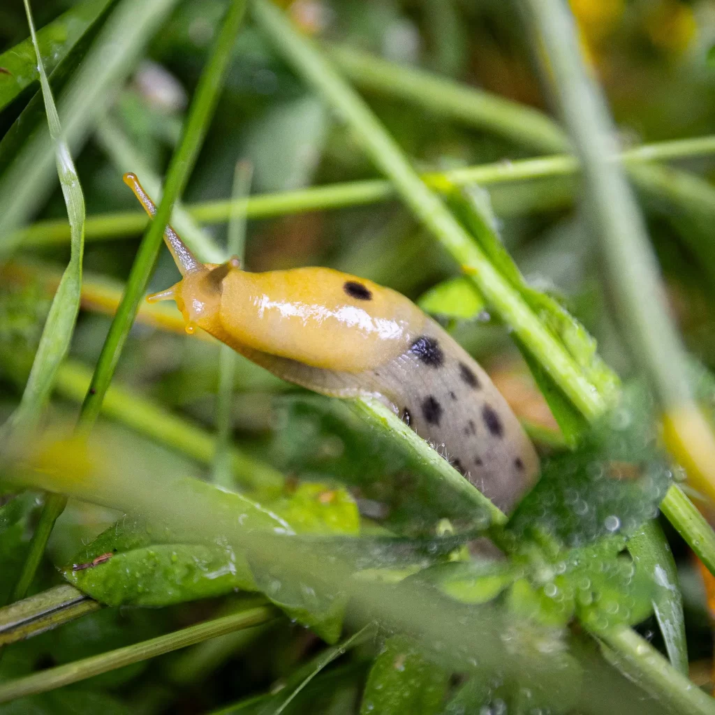 Olympic National Park's yellow banana slug!