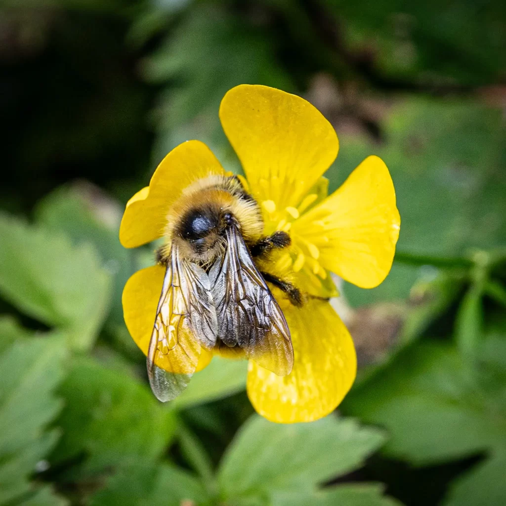 A bumblebee on a yellow flower.