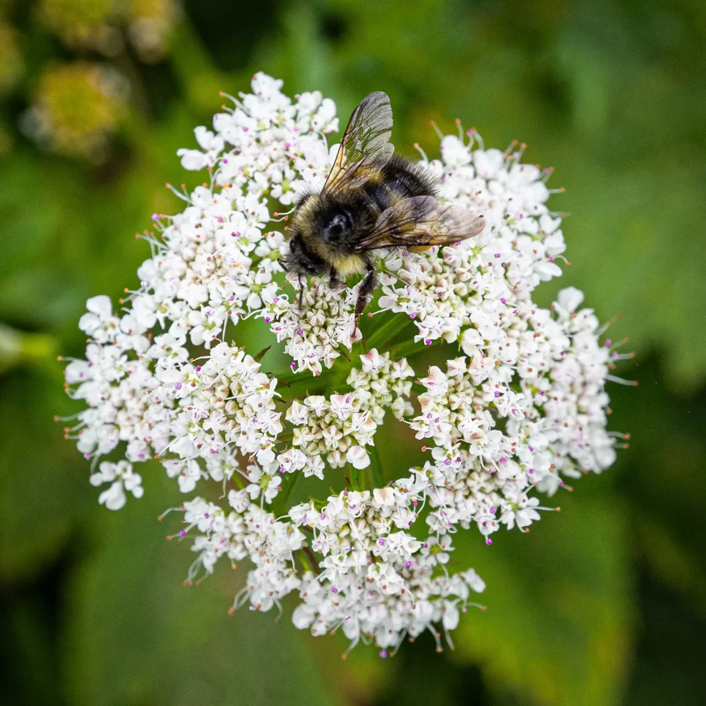 A bumblebee collecting pollen from a white flower.