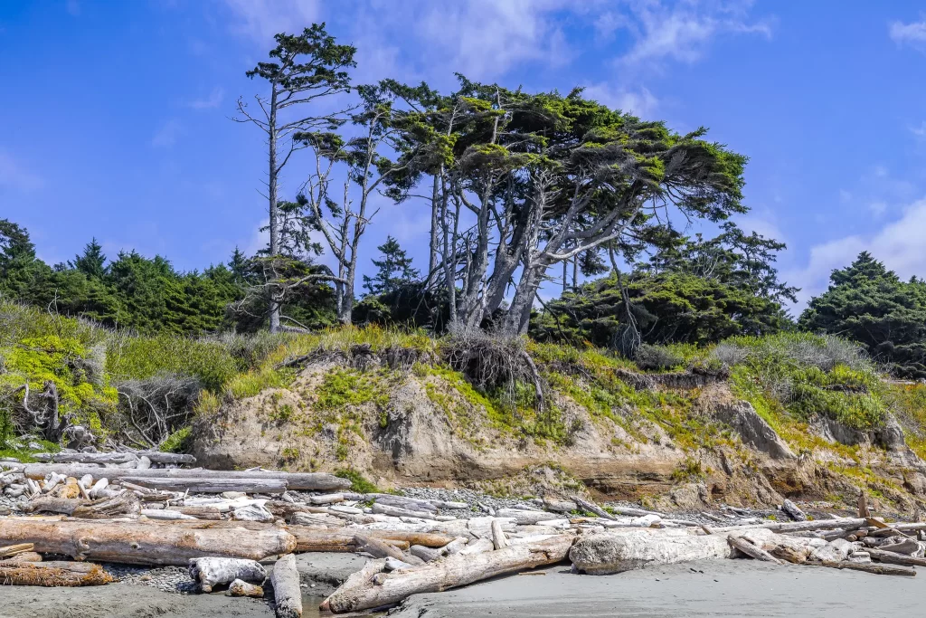 A craggy grouping of tall coastal trees in Olympic NP.