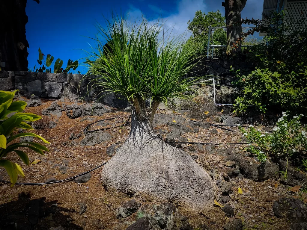 The elephant's foot plant - spiky green leaves and a thick, bulbous root.