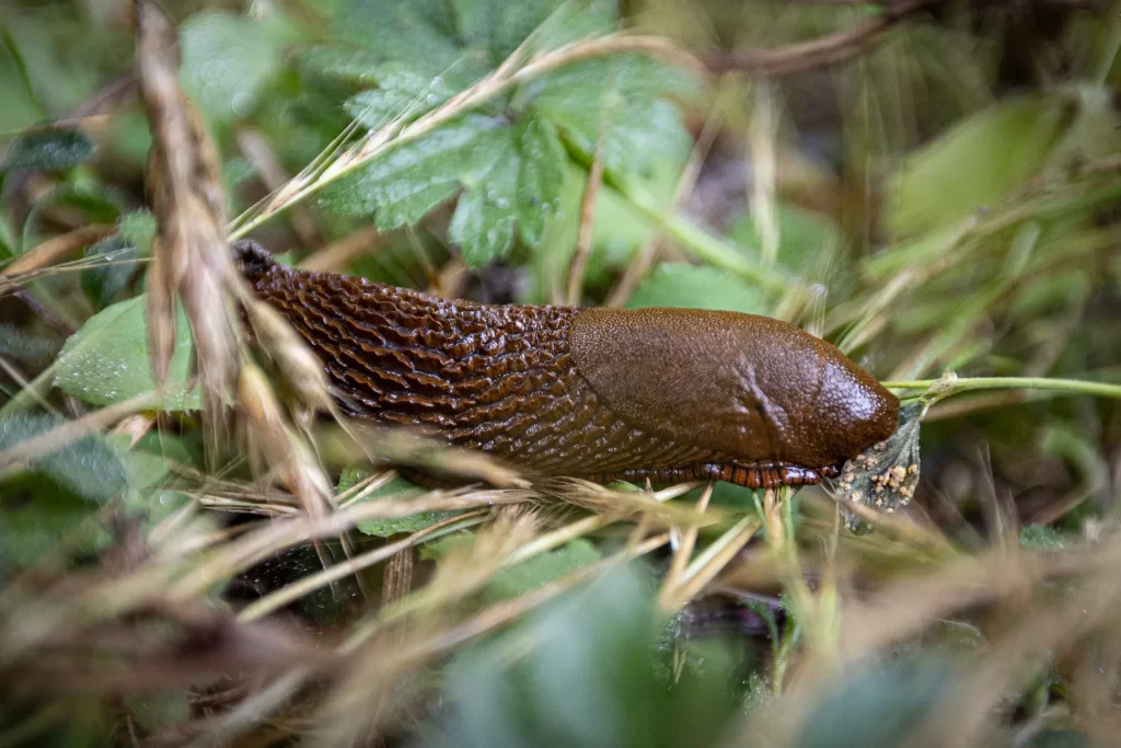 A dark brown European slug.