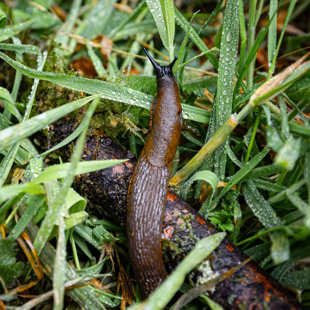 A dark brown and black European slug, invasive.