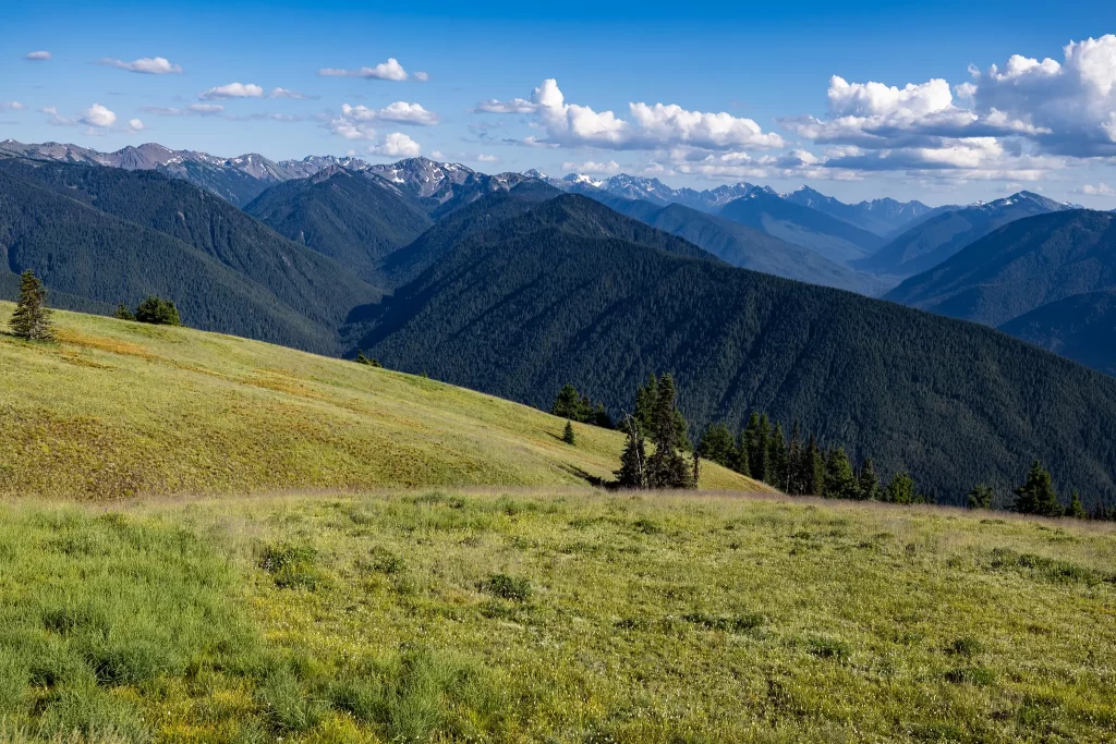 Rolling grassy hills giving way to the blue mountains of Hurricane Ridge.