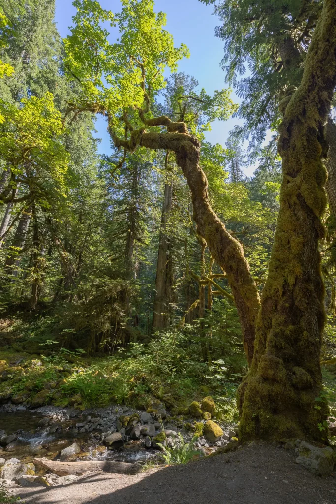 A tree almost fully covered in mosses.