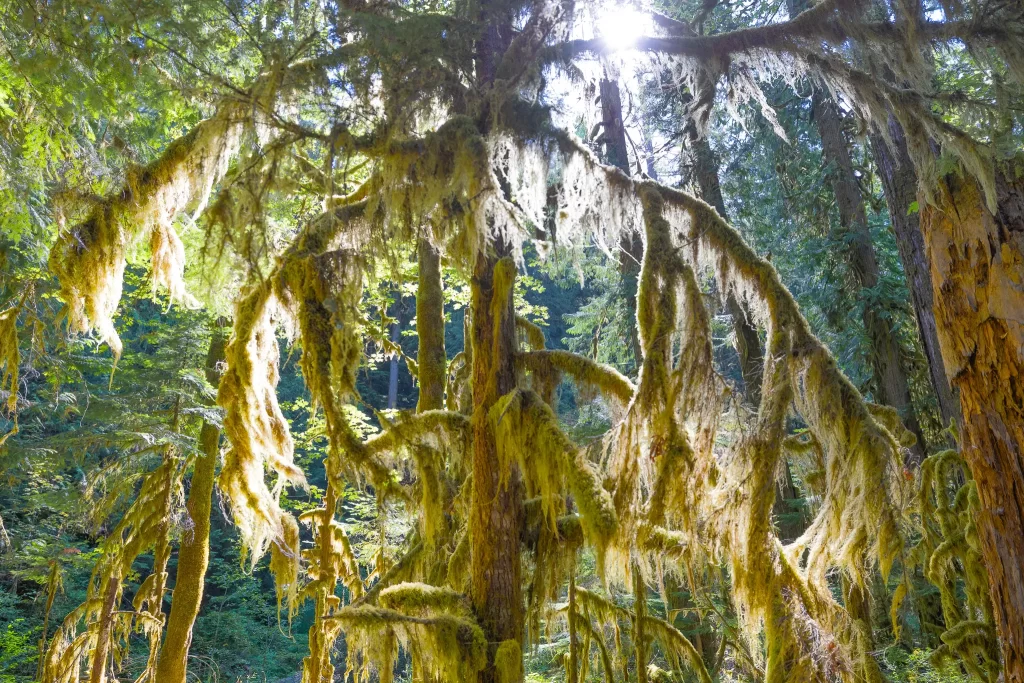 Tree branches heavily draped in moss.