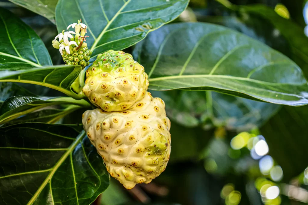 A noni fruit, a lumpy yellow blob.