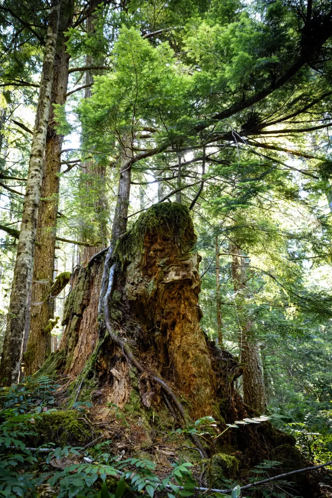 A nurse tree stump playing host to a Western Hemlock.