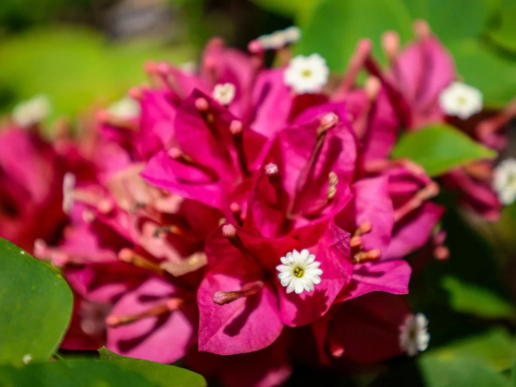 Bright pink blooms with smaller what blooms make up this paperflower plant.