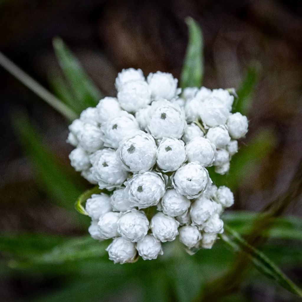 Tight white buds of western pearly everlasting.