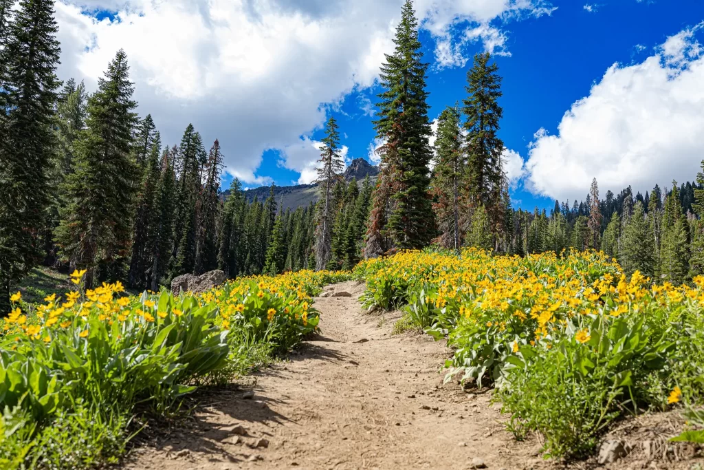 The trail to Ridge Lake at Lassen Volcanic National Park, yellow flowers decorate both sides of the dirt trail.