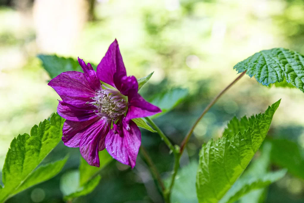 The purple bloom of a salmonberry flower.