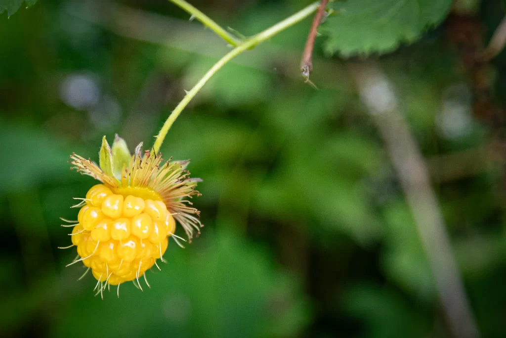 A yellow salmonberry.