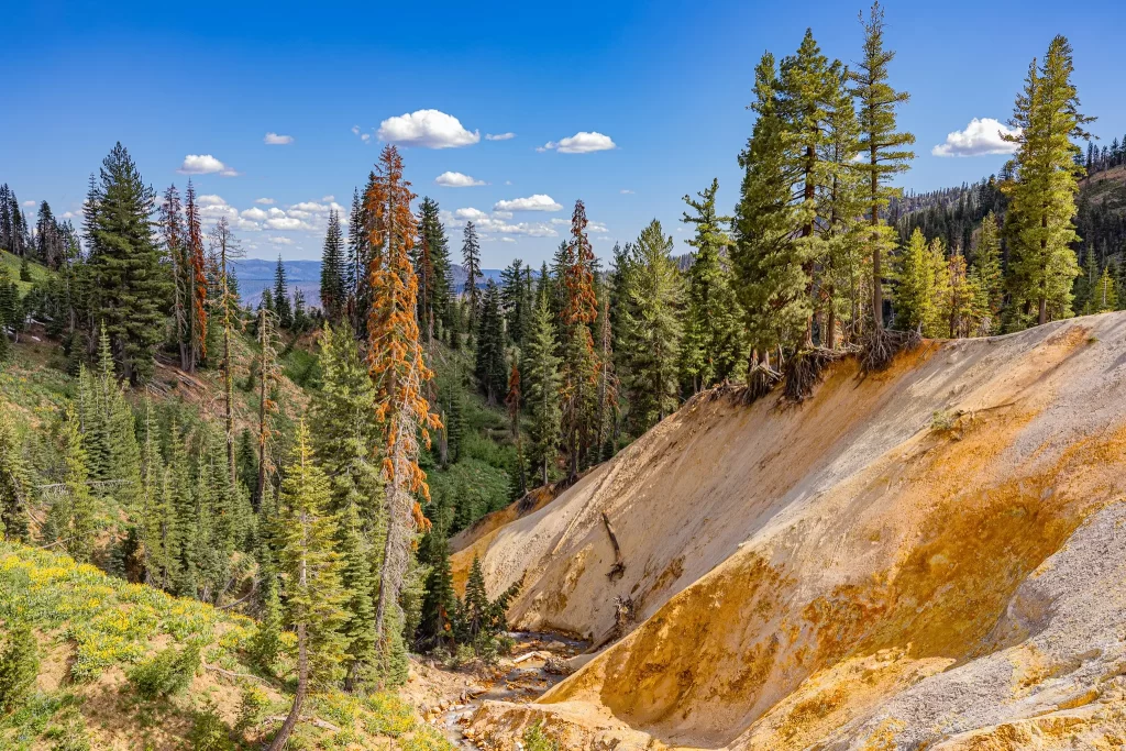 View from Sulphur Works at Lassen NP. Orange and yellow hills surrounded by evergreen trees and a true blue sky.