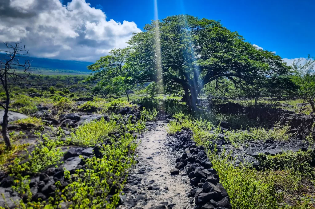 A path leads to a massive tree.