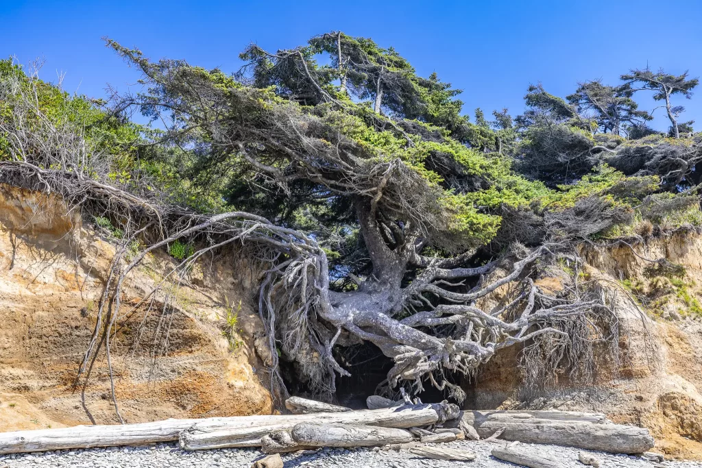 The Tree of Life, a massive tree with its roots spread.