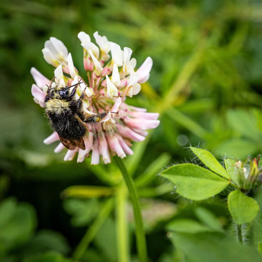 A bumblebee on a pink and white bloom.