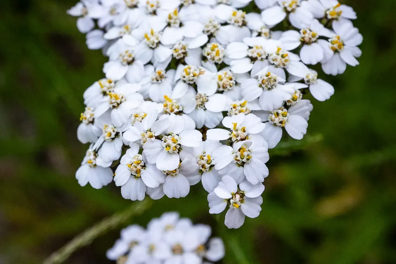 Common white yarrow's intricate blooms in the national park.