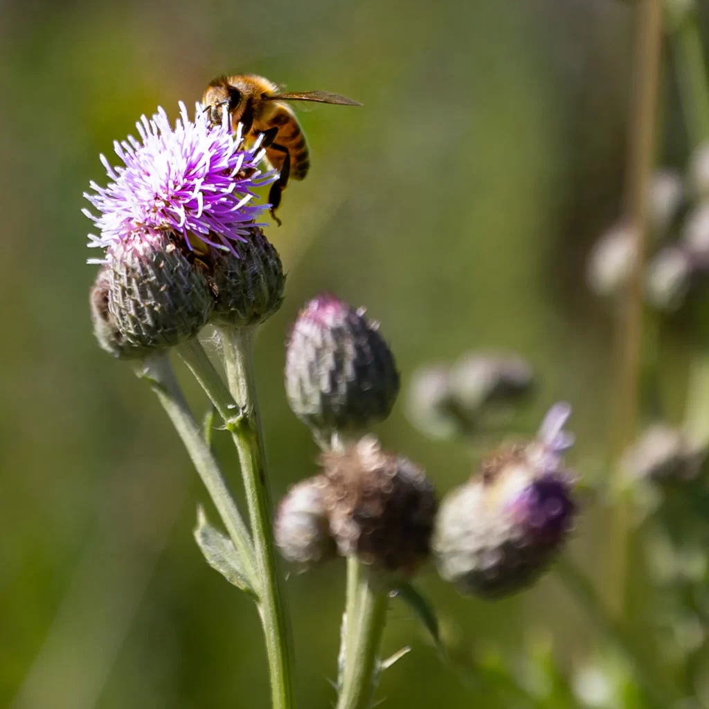 Canada thistle being pollinated by a worker bee.