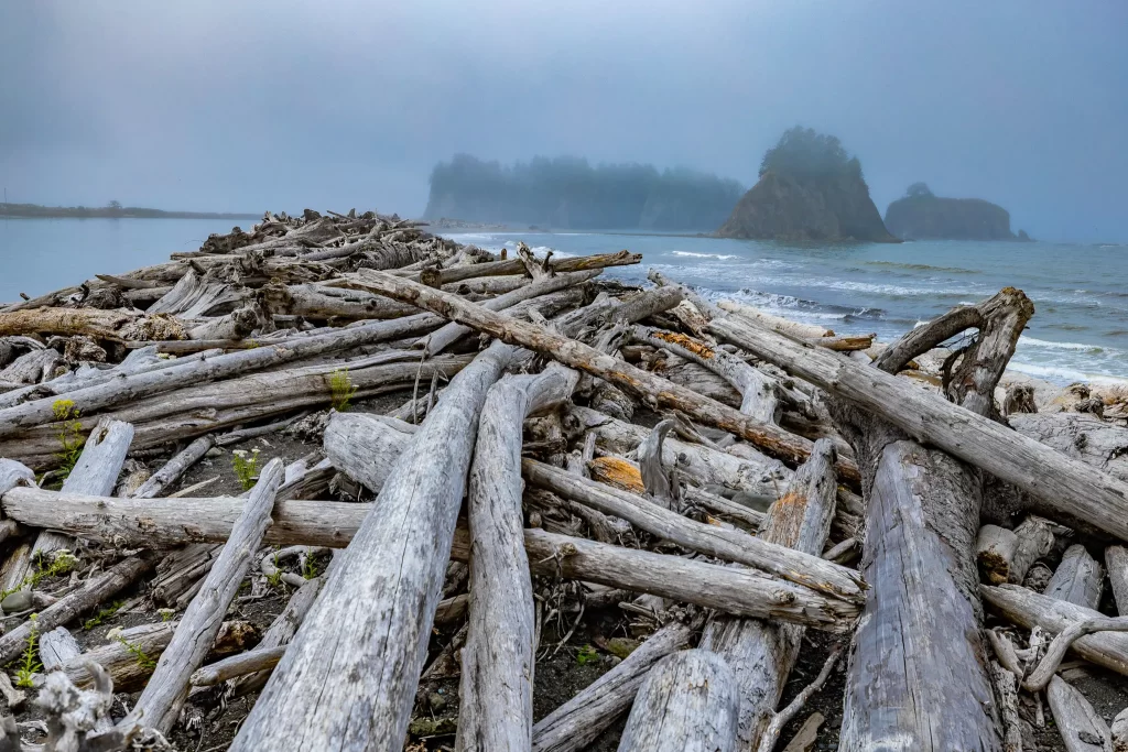 Hundreds of pieces of driftwood, creating a massive wall.