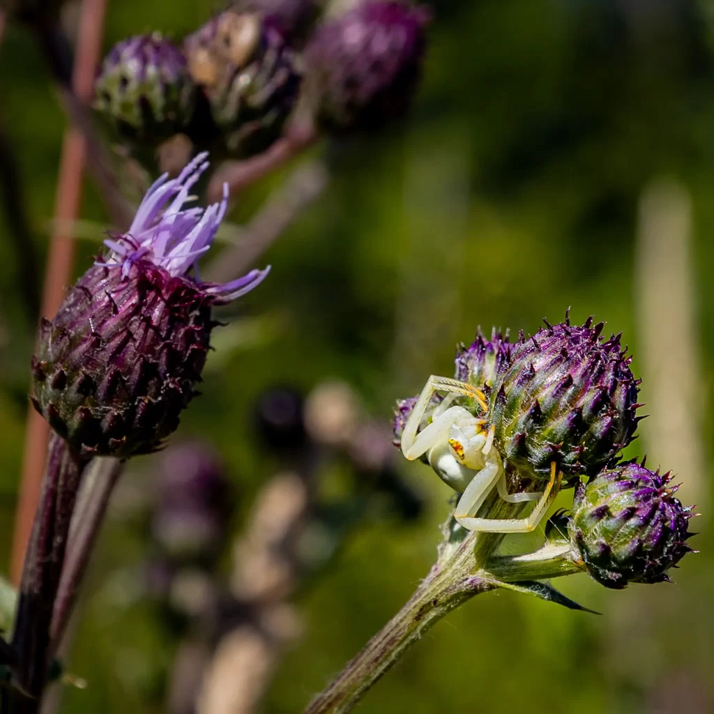 A pale yellow Flower Crab Spider crouches on a purple Canada Thistle.