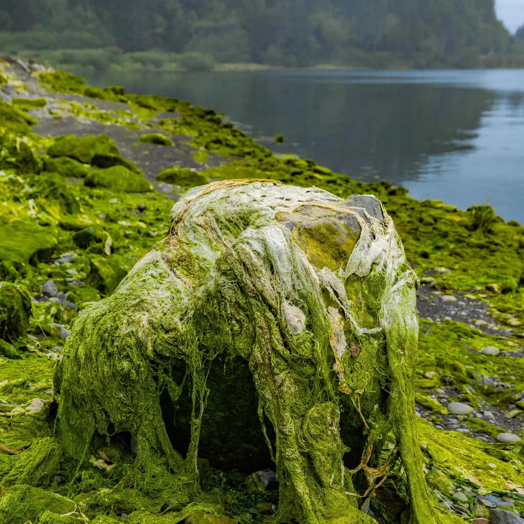 A rock entirely covered in green tuft algae.