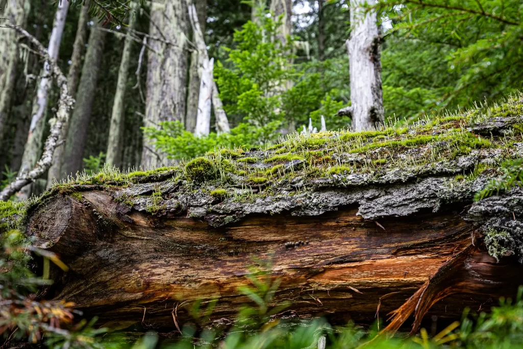 A small fungi forest growing upright on a downed tree.