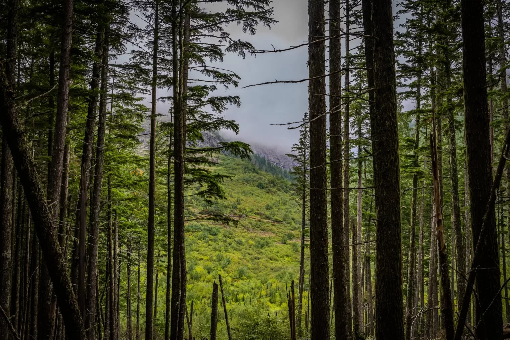 A glimpse of Bearhat Mountain through the misty trees.