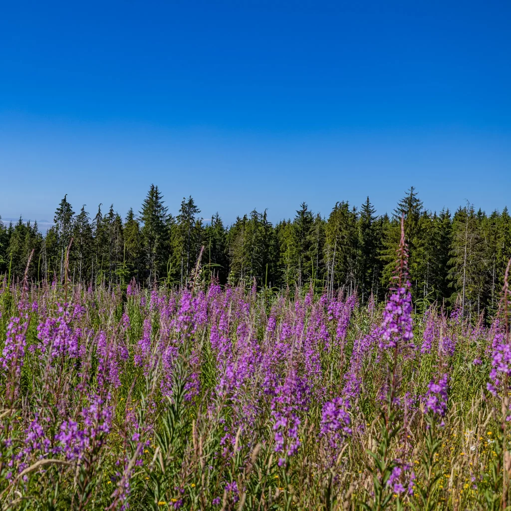 Purple flowers backed by dark evergreen trees.