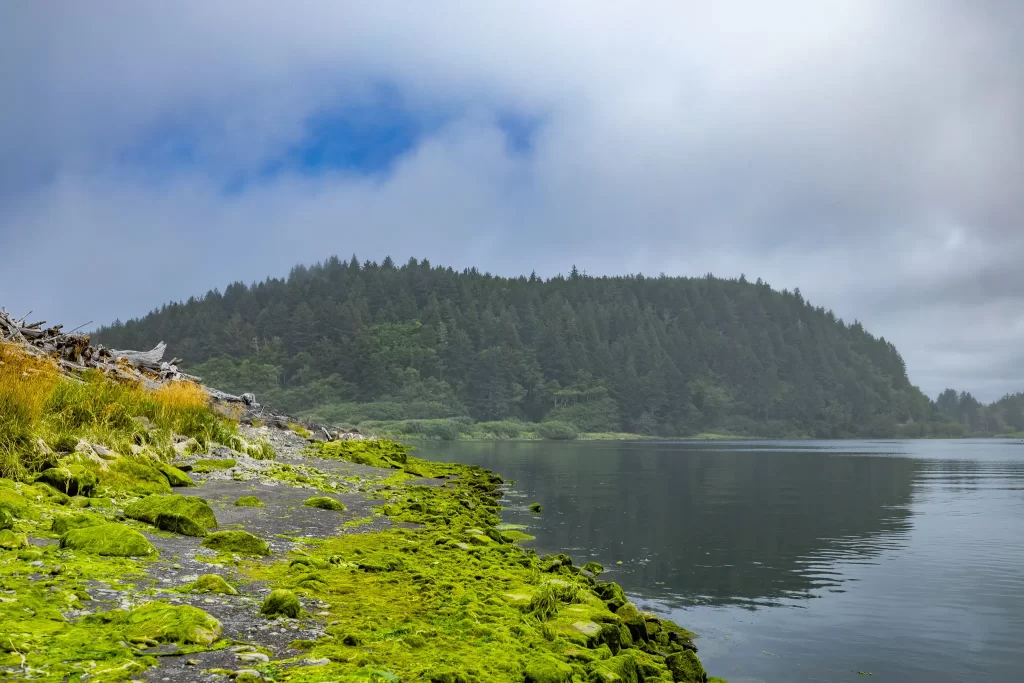 Quillayute River bank covered in vivid green algae.