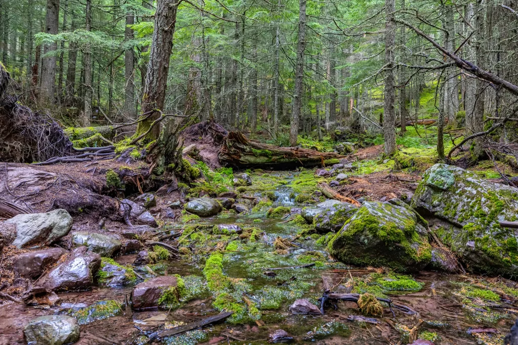 A mossy seasonal stream passes along the trail.