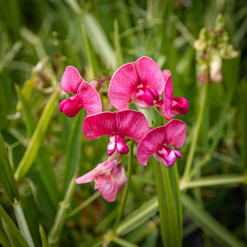 Bright pink blooms of Sweet Pea.