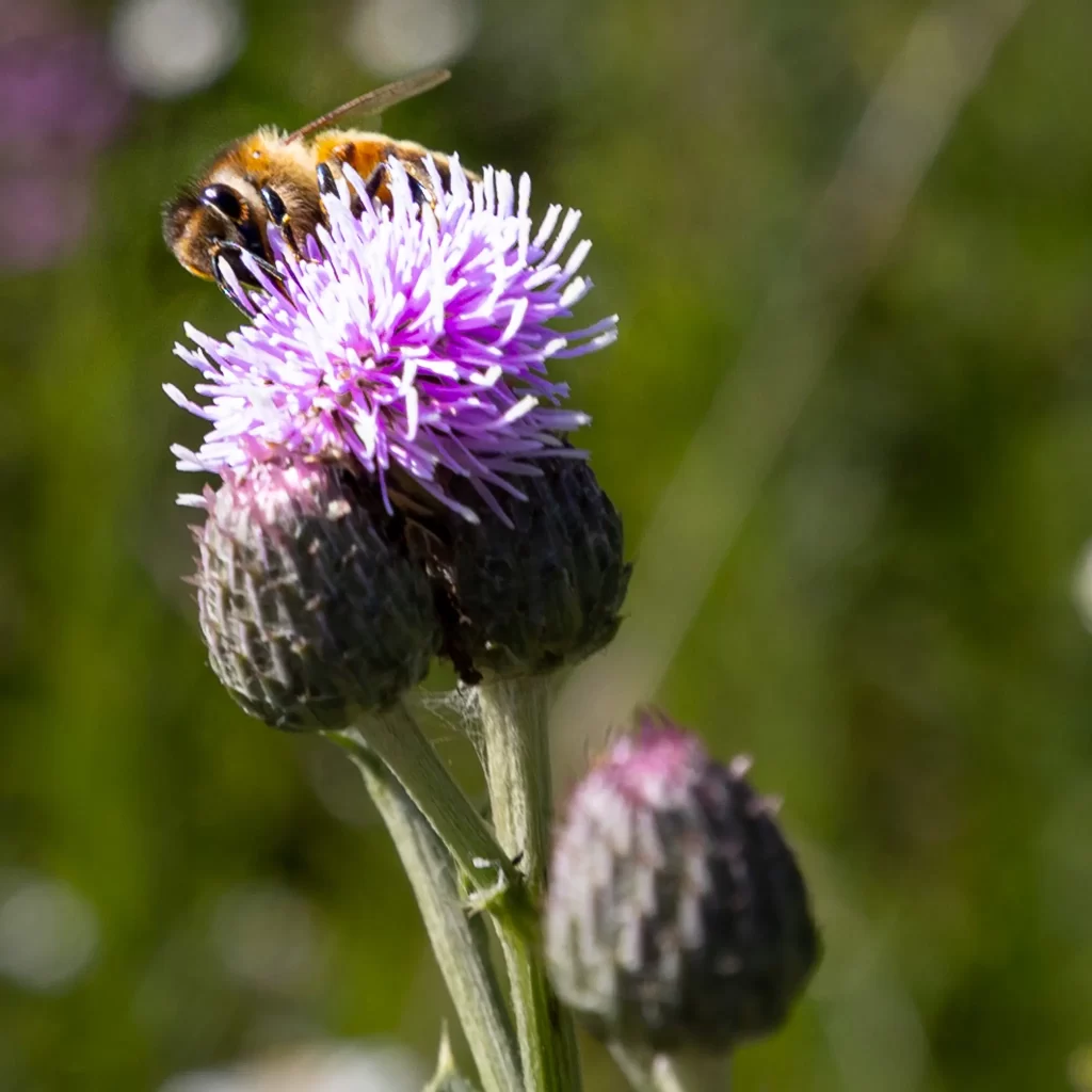 Worker been on a Canada Thistle.