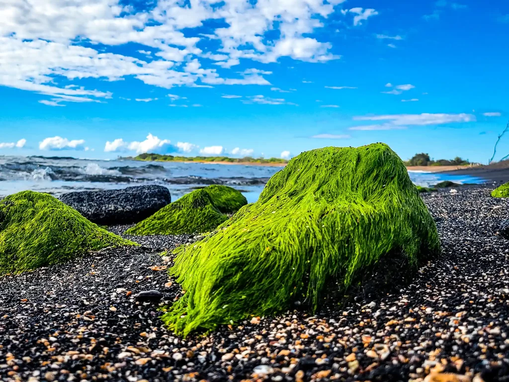 An algae-covered rock on a pebbly beach.