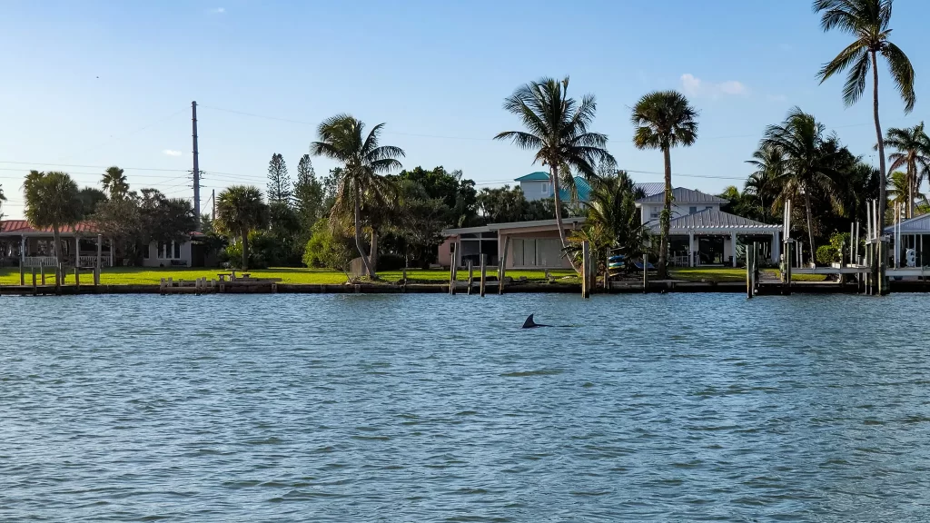 A dolphin fin breaks the surface at Faber Cove.