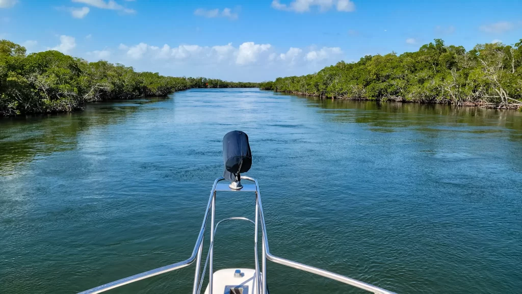 A view of the pulpit in between two banks of mangrove trees.