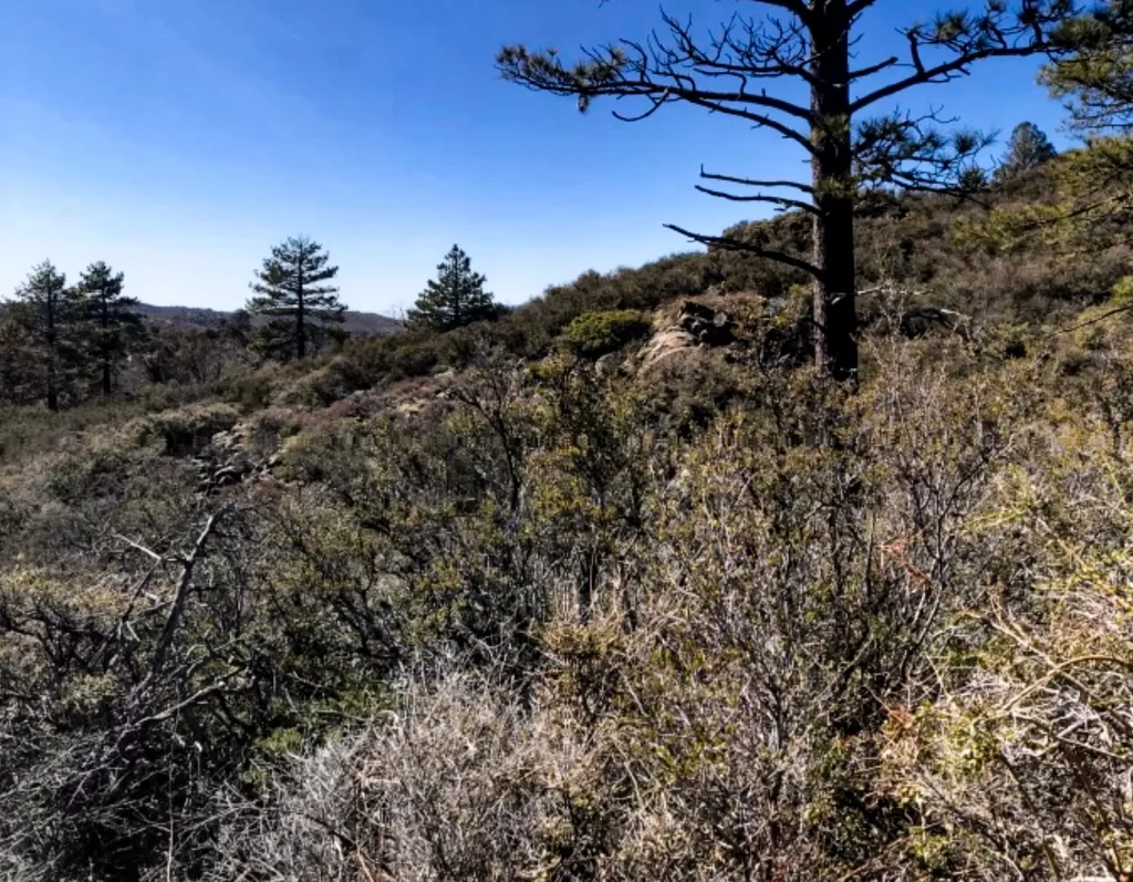 Evergreen trees surround Mt Laguna.