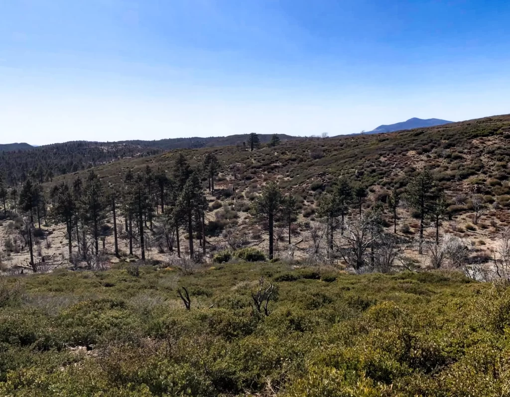 Thick forests near Mt Laguna.