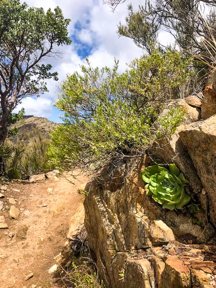 Large bright green succulent.