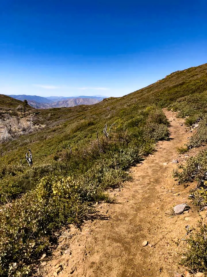 The dirt path of the PCT.