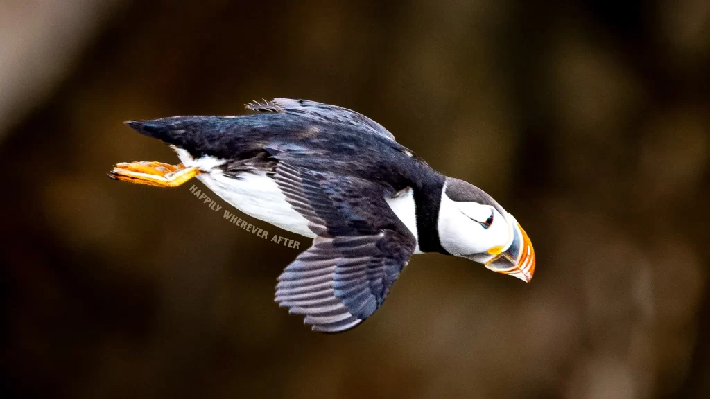 Newfoundland Atlantic puffin mid-flight.