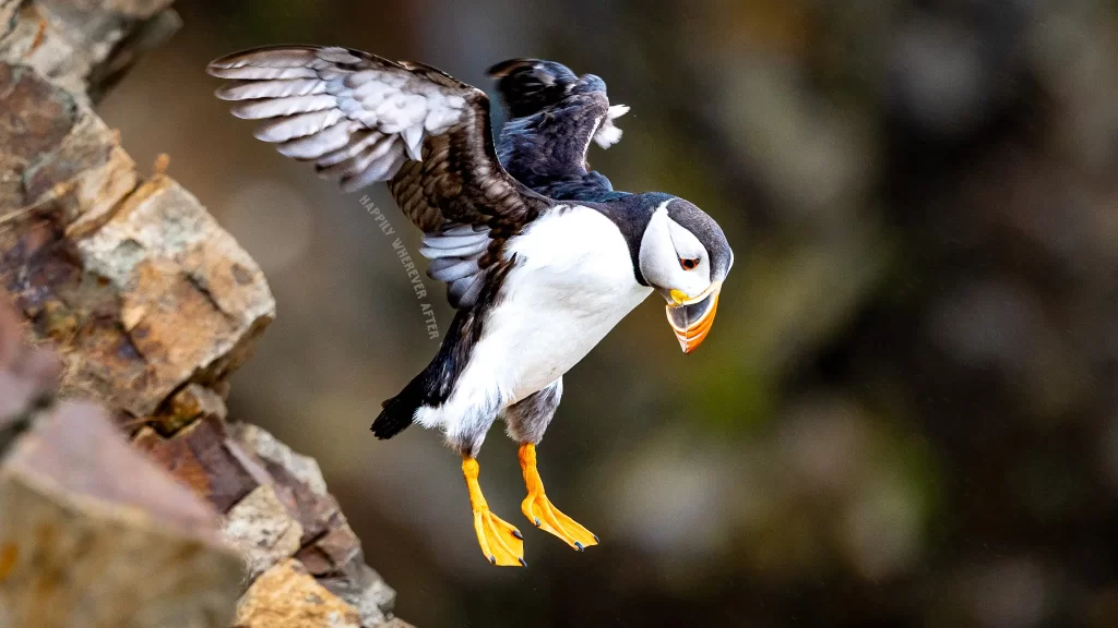 Puffin in Bonavista, Newfoundland landing on a rock.
