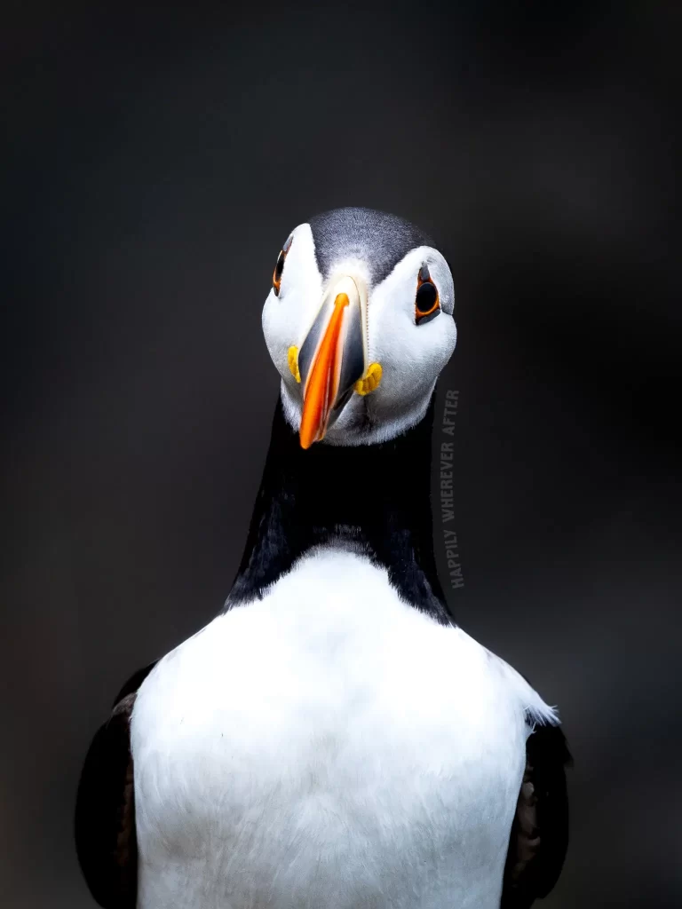 Puffin in Newfoundland, with free RV camping nearby.