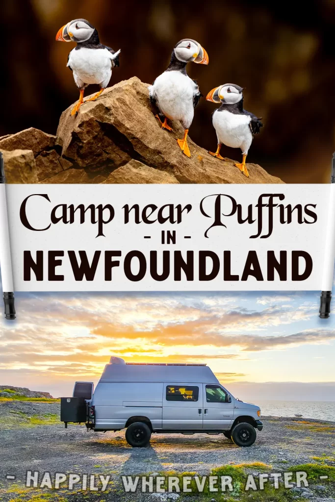 Puffins in Newfoundland | Free RV Camping near Puffin Colonies | RV Newfoundland | Vanlife | Things to do in Newfoundland