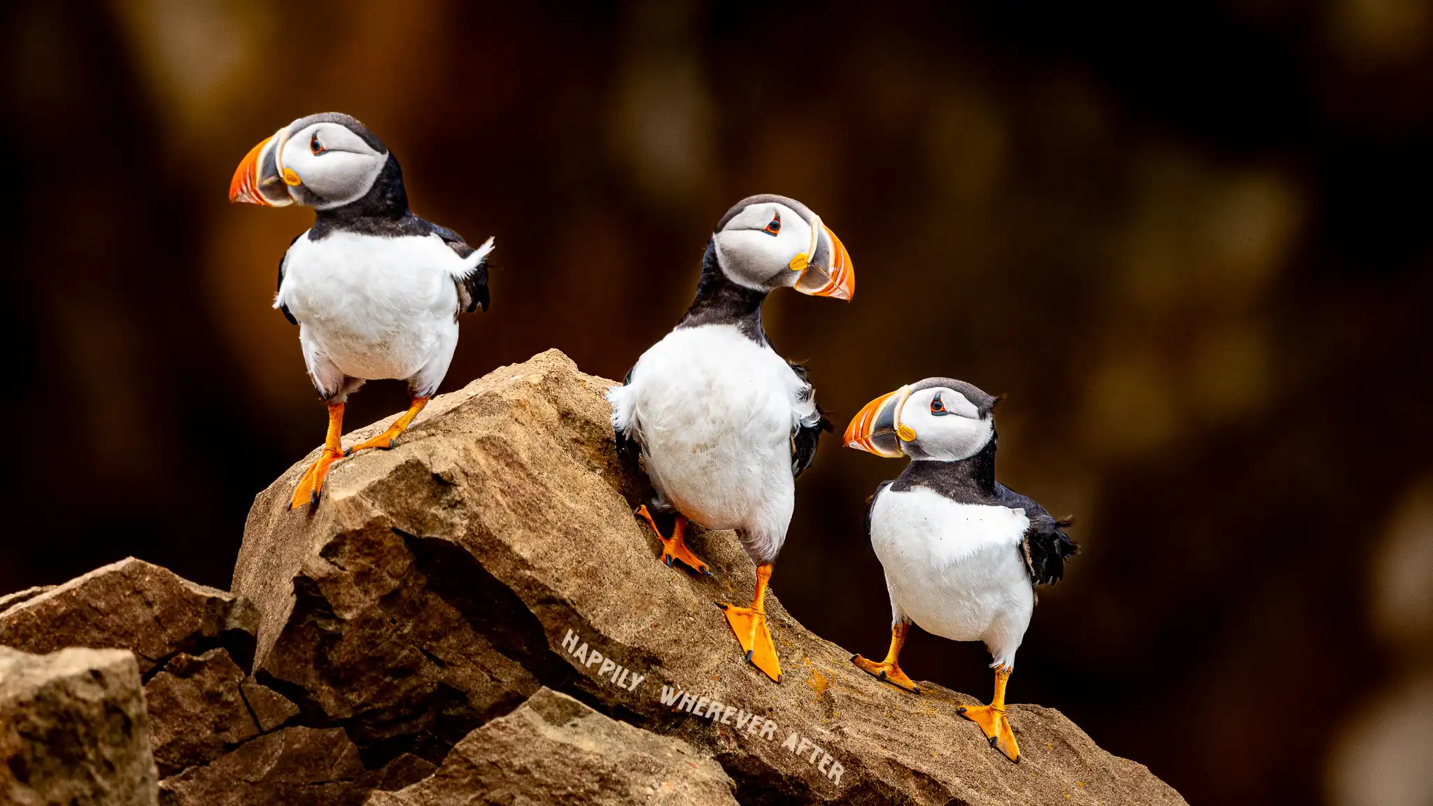 Camp Near Puffins in Newfoundland